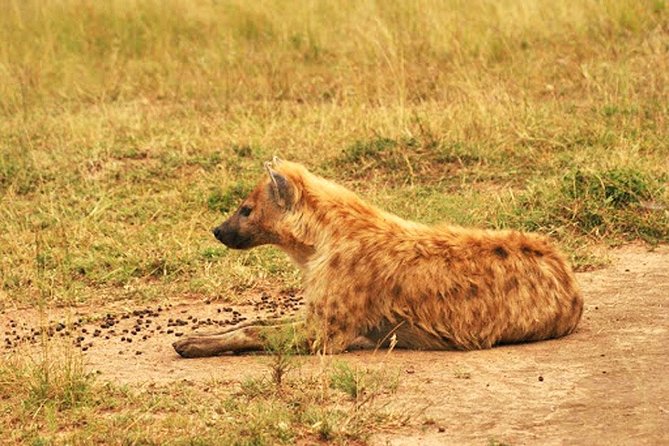Day Trip Safari - Akagera National Park with Optional Lake Ihema Boat Safari - The real cost of a $99 safari