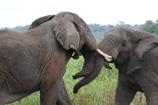 Day Trip Safari - Akagera National Park with Optional Lake Ihema Boat Safari - Who should book this Akagera safari