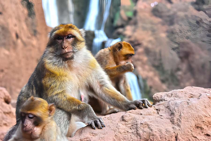 Day Trip To Ouzoud Waterfalls (Guide Hik & Boat option) - Walking through olive trees and Berber country