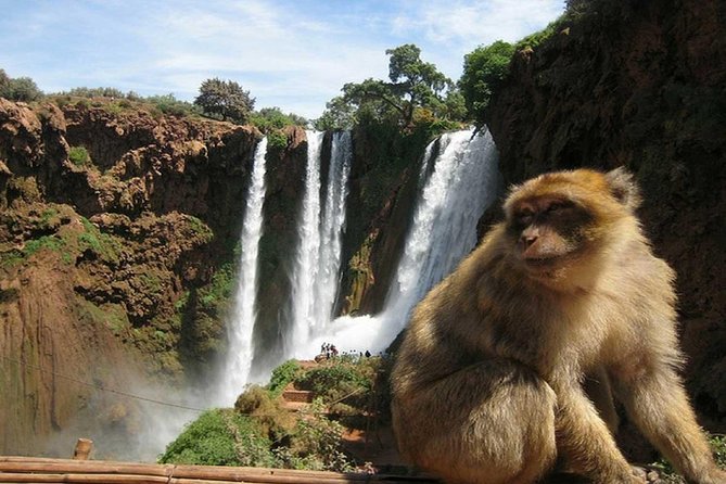 Day Trip To Ouzoud Waterfalls (Guide Hike & Boat are options) - What makes the drivers and guides useful
