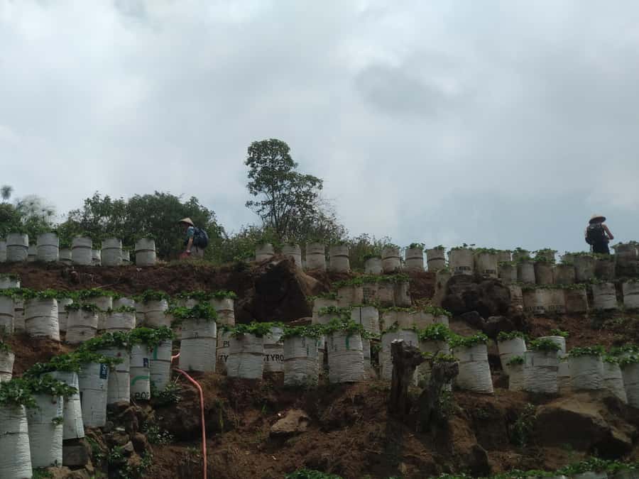 Day Trip Volcano White Crater Ciwidey Bandung - Tour Guide - Who Should Book This Ciwidey Trip?