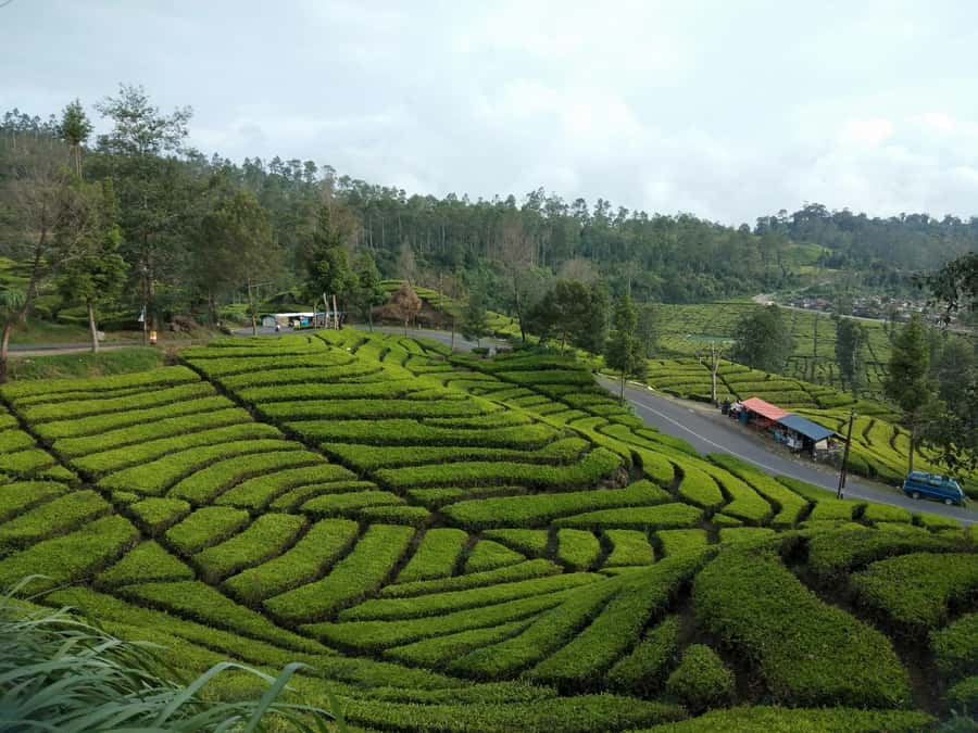 Day Trip Volcano White Crater Ciwidey Bandung - Tour Guide - Starting From Bandung, Bogor, or Jakarta