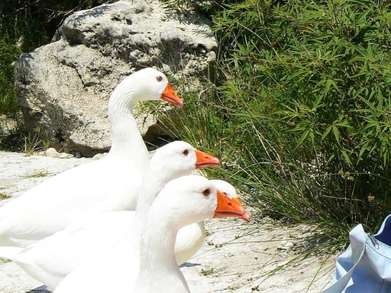 DayTrip Kournas lake Argyroupoli &Georgioupoli from Rethymno - Should you book it?