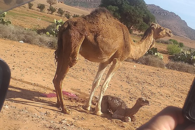Desert and Wild Beach Day Trip with Meal - Youssef Ben Tachfine Dam and the small desert