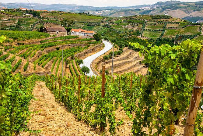 Douro Valley Private Day Trip including Boat Ride & Wine Tasting - Lunch with a view, and one important question