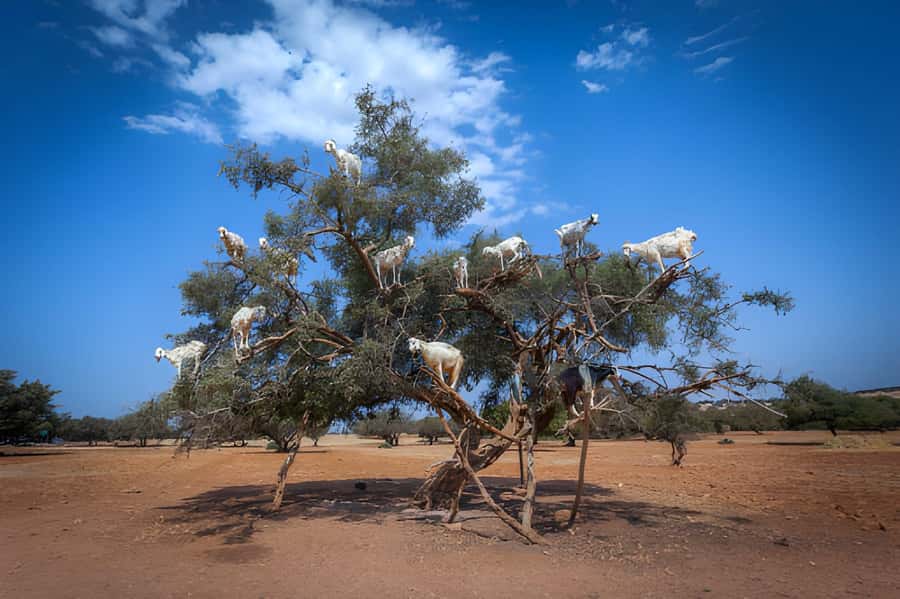 Essaouira Day Trip from Agadir - Key points at a glance