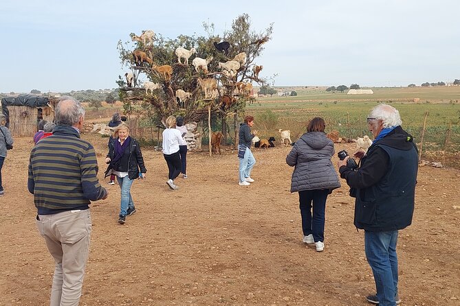 Essaouira day trip from Agadir & Taghazout - Taghazout, Tamri beach, and the Atlantic road