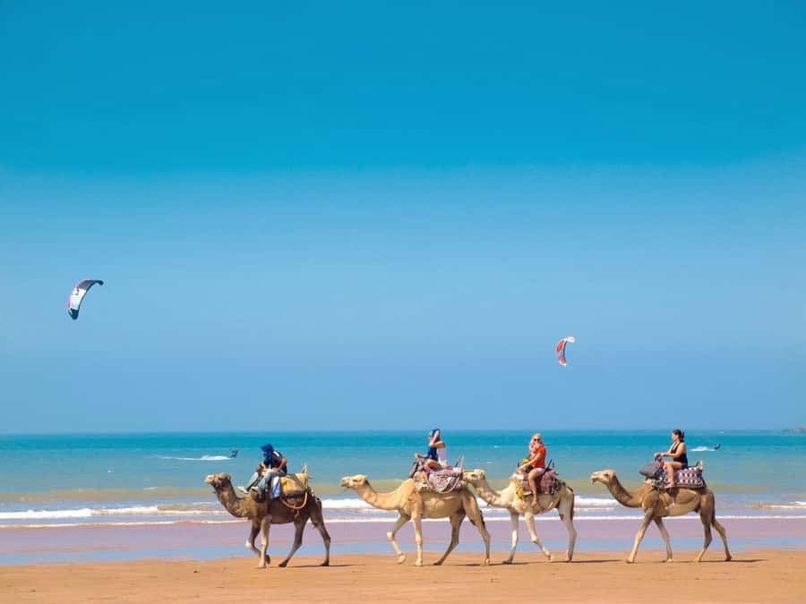 Essaouira Day Trip from Marrakech _ medina, old port - Learning about argan oil on the return