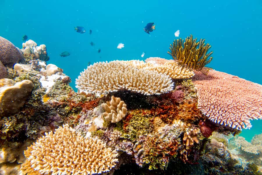 Fiji: Captain Cook Cruises - Island & Reef Day Trip - Fijian welcome and onboard entertainment