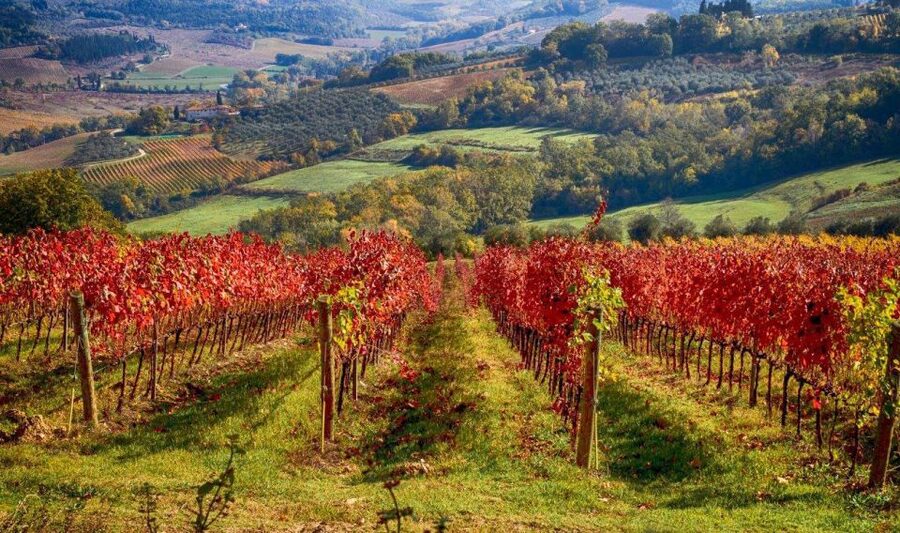 Florence: Tuscany Chianti Winery Private Day-Trip with Lunch - Timing, comfort, and what to bring
