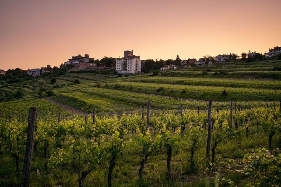 Florence: Tuscany Chianti Winery Private Day-Trip with Lunch - Greve in Chianti, a useful first taste