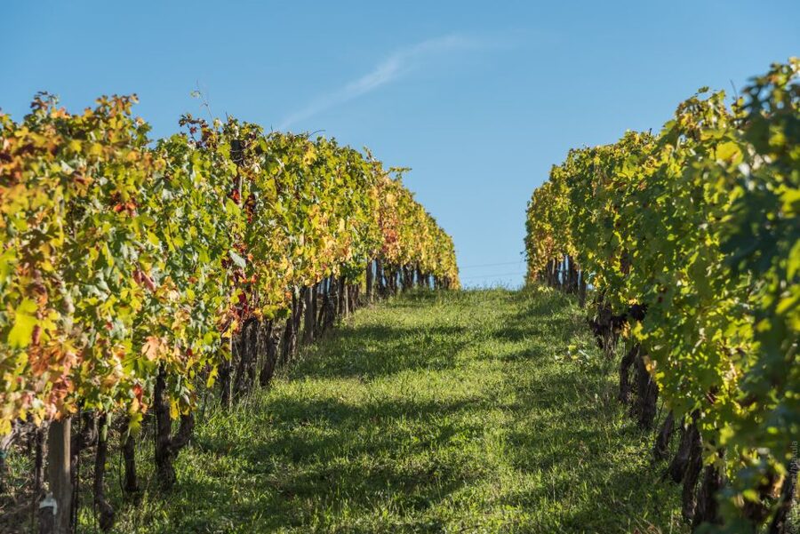 Florence: Tuscany Chianti Winery Private Day-Trip with Lunch - The Tuscan lunch is not an add-on