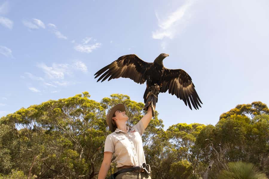 From Adelaide: Kangaroo Island Sip and See Day Trip - Clifford’s Honey Farm gives you the island’s sweetest stop