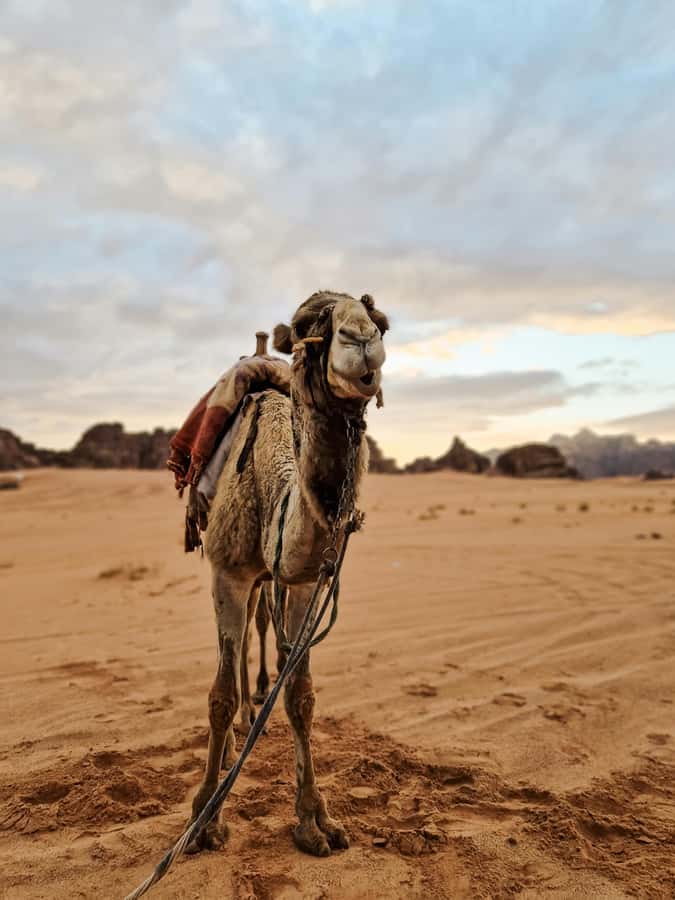 From Agadir: Sahara Desert Day Trip and Camel Ride - Sidi Rbat Beach and the fishermen’s caves