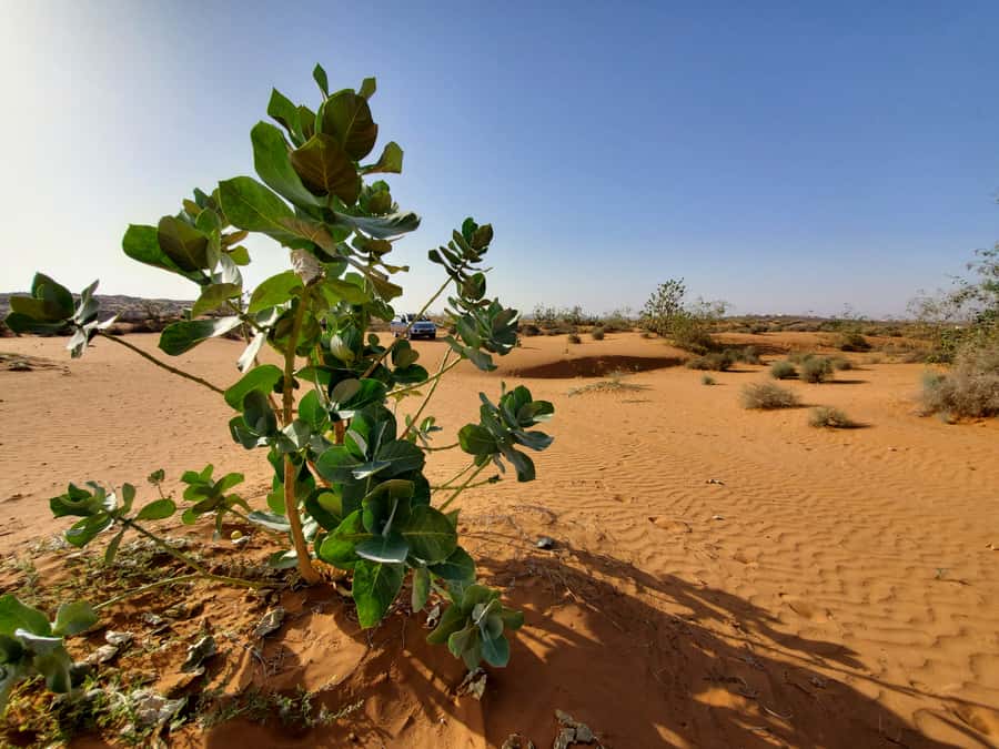 From Agadir: Sahara Desert Day Trip and Camel Ride - Argan oil and pottery cooperatives