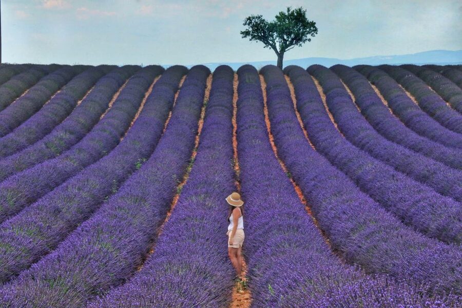 From Aix: Day Trip to Valensole Lavender Fields in Provence - The lavender road and its best photo stops
