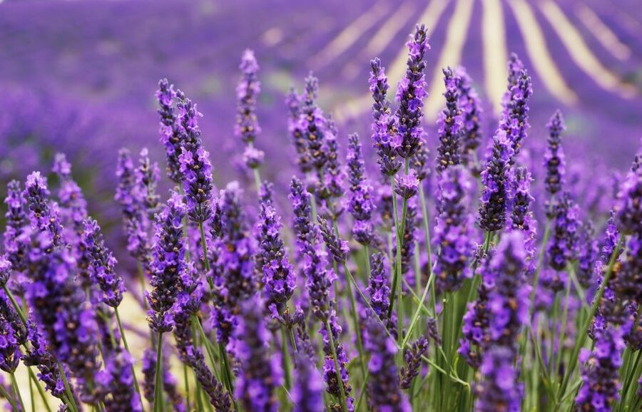 From Aix: Day Trip to Valensole Lavender Fields in Provence - Why the guides make a difference