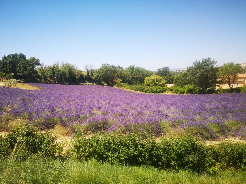 From Aix: Day Trip to Valensole Lavender Fields in Provence - What the distillery adds to the trip