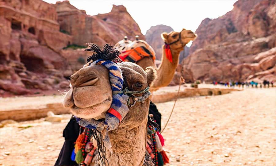 From Amman: Private Petra Day Trip with Guide - Why this Petra day trip works from Amman