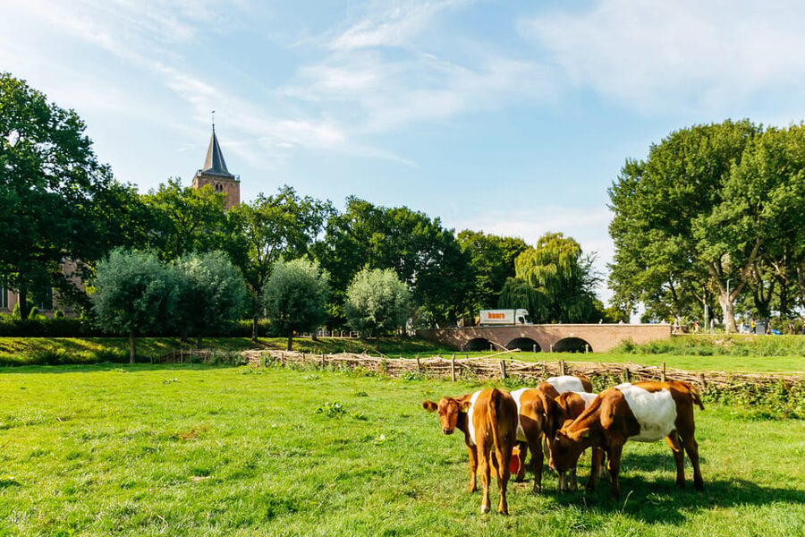 From Amsterdam: Zaanse Schans, Edam, & Marken Full-Day Trip - Volendam: harbor time and Dutch street food