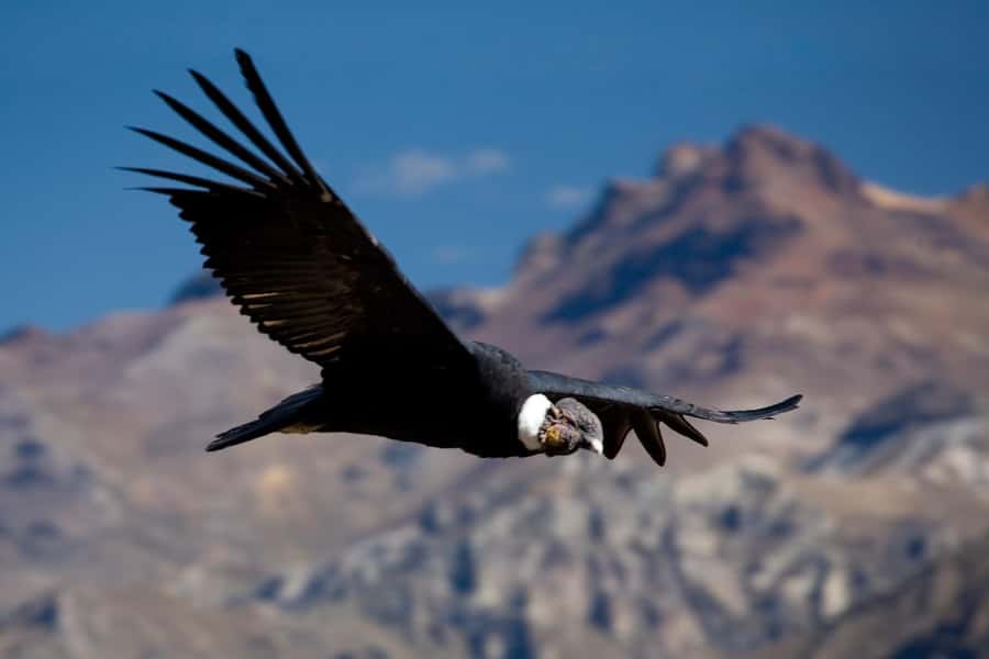 From Arequipa: Colca Canyon Day Trip with Transfer to Puno - Key points at a glance