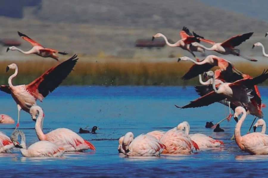 From Arequipa: Salinas Lagoon Full-Day Trip with Hot Springs - Salinas Lagoon, salt mirrors, and flamingos
