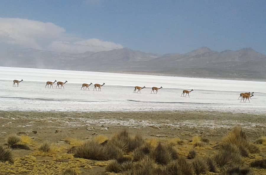From Arequipa: Salinas Lagoon Full-Day Trip with Hot Springs - What the $49 price really covers