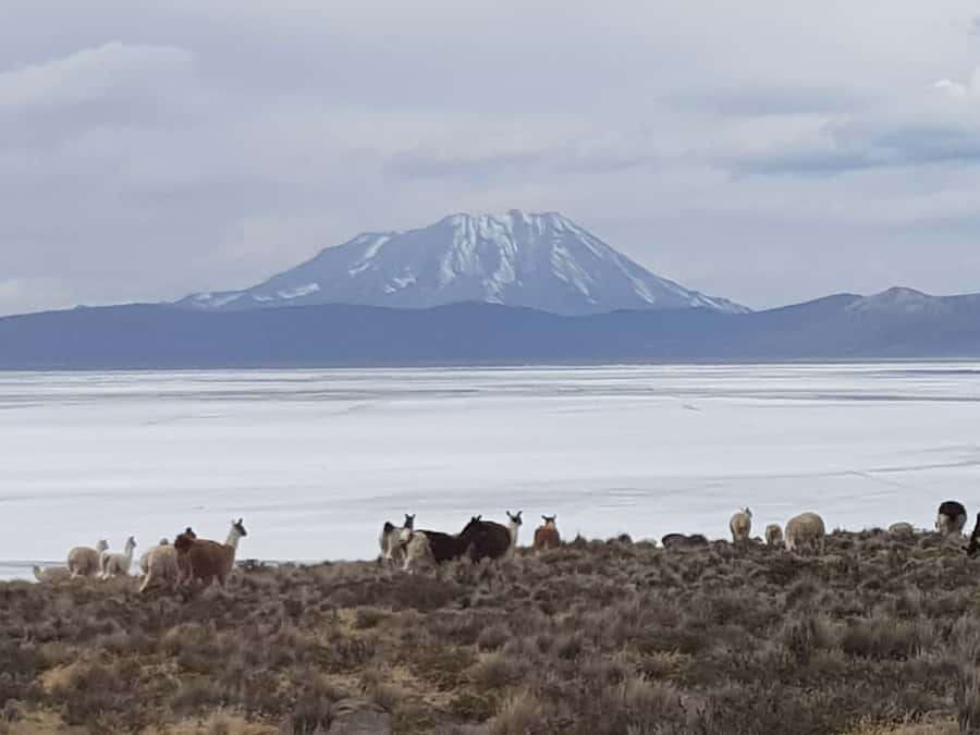 From Arequipa: Salinas Lagoon Full-Day Trip with Hot Springs - The early ride to Chiguata and its volcano viewpoint