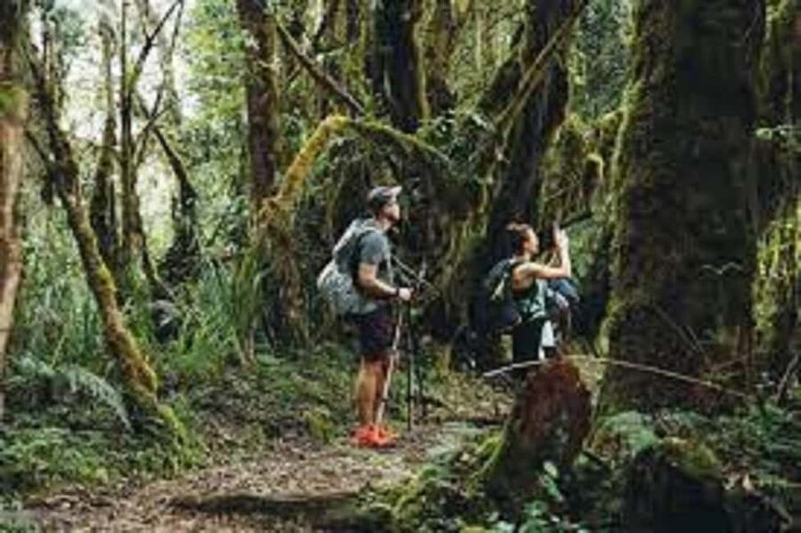 From Arusha/Moshi: Kilimanjaro Hike Marangu Route Day Trip - Key points to know before you go
