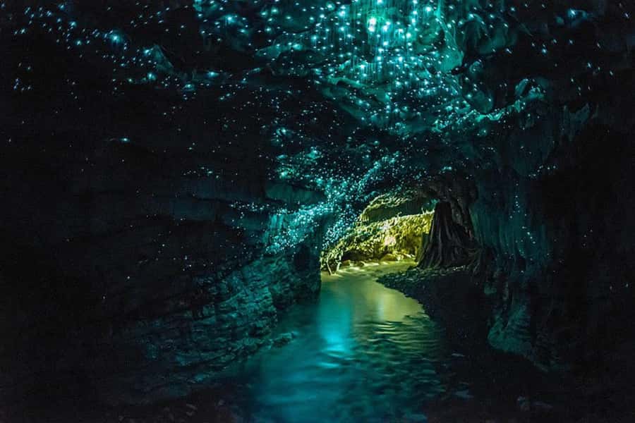 From Auckland: Day Trip to Waitomo Glow Worm Caves - Key points to know before booking