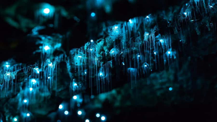 From Auckland: Day Trip to Waitomo Glow Worm Caves - Entering the Waitomo Glowworm Cave