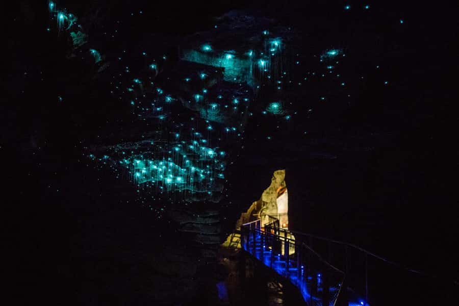 From Auckland: Day Trip to Waitomo Glow Worm Caves - What makes the glowworms worth the long ride