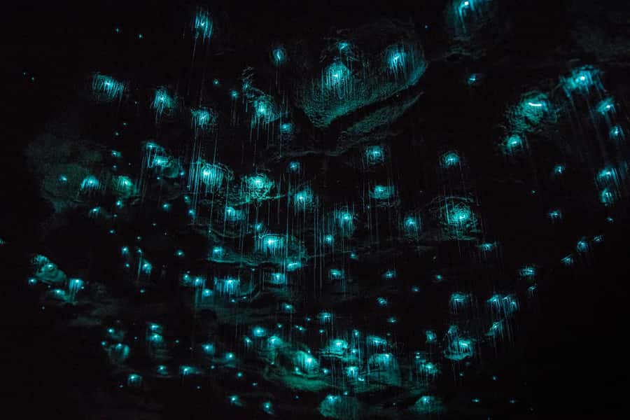 From Auckland: Day Trip to Waitomo Glow Worm Caves - Is $166 a fair price?