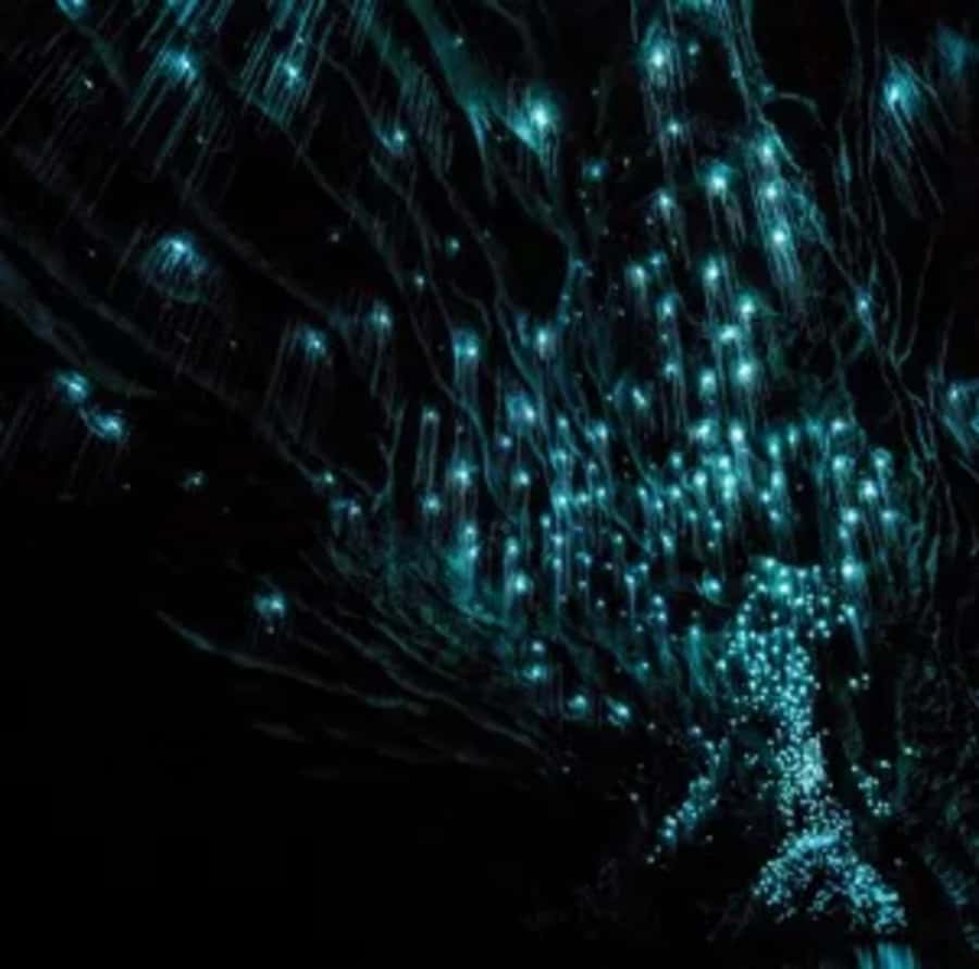 From Auckland: Day Trip to Waitomo Glow Worm Caves - Who should choose this Waitomo day trip?