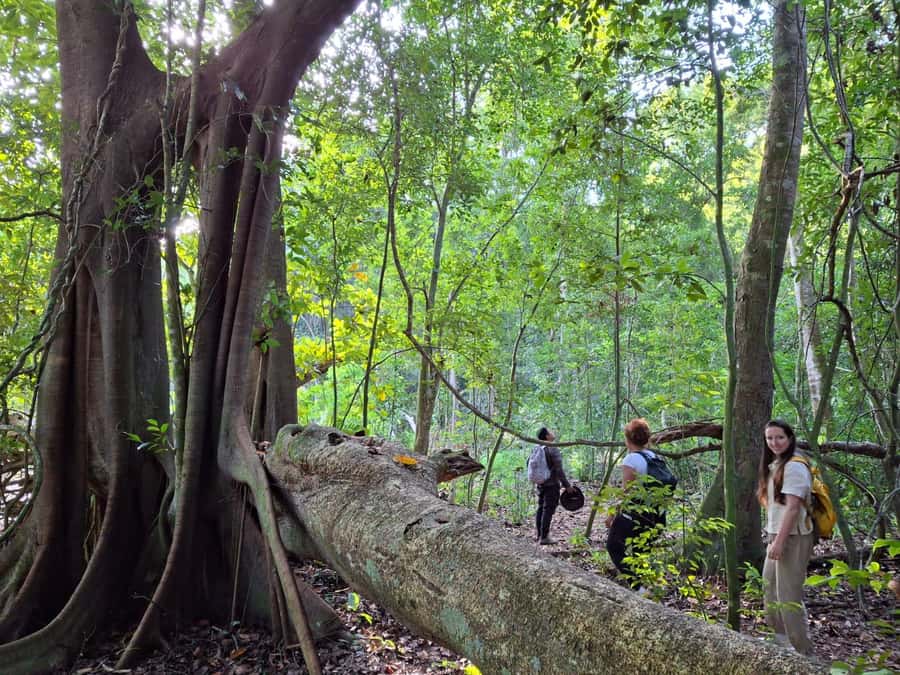 From Bacalar: Calakmul Ruins Expedition & Jungle Trek - The early pickup and the six-hour transport day