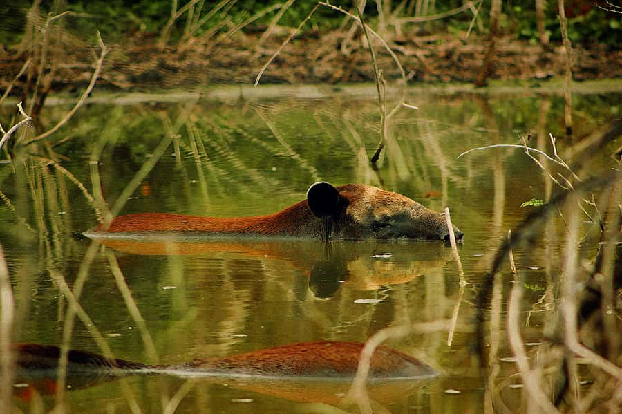 From Bacalar: Calakmul Ruins Expedition & Jungle Trek - What the guide adds to the day