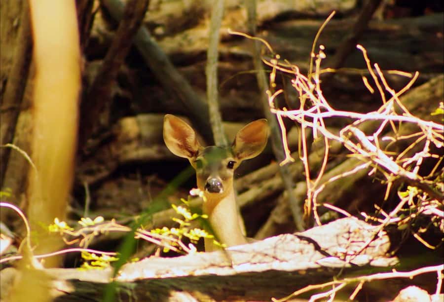 From Bacalar: Calakmul Ruins Expedition & Jungle Trek - Should you book the Calakmul expedition?