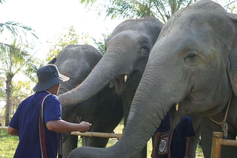 From Bangkok: Living Green Elephant Sanctuary Day Trip - Key points at a glance