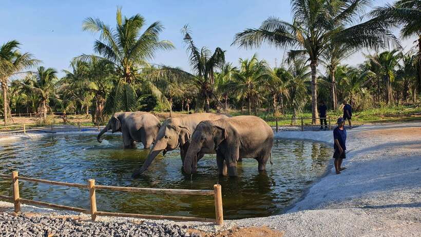 From Bangkok: Living Green Elephant Sanctuary Day Trip - Feeding the elephants up close