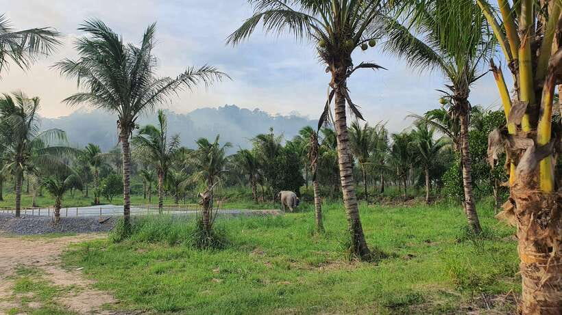 From Bangkok: Living Green Elephant Sanctuary Day Trip - Bathing time, mud, and honest animal behavior