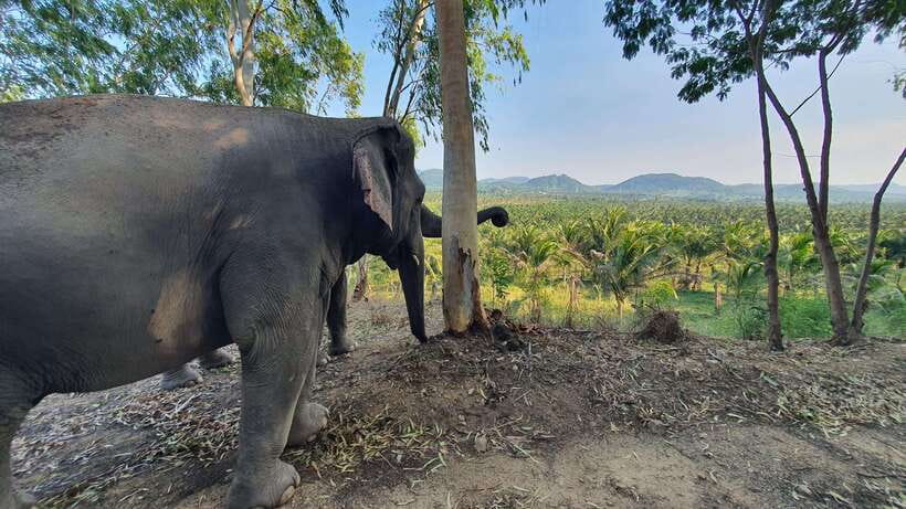 From Bangkok: Living Green Elephant Sanctuary Day Trip - Pad Thai with a mountain view
