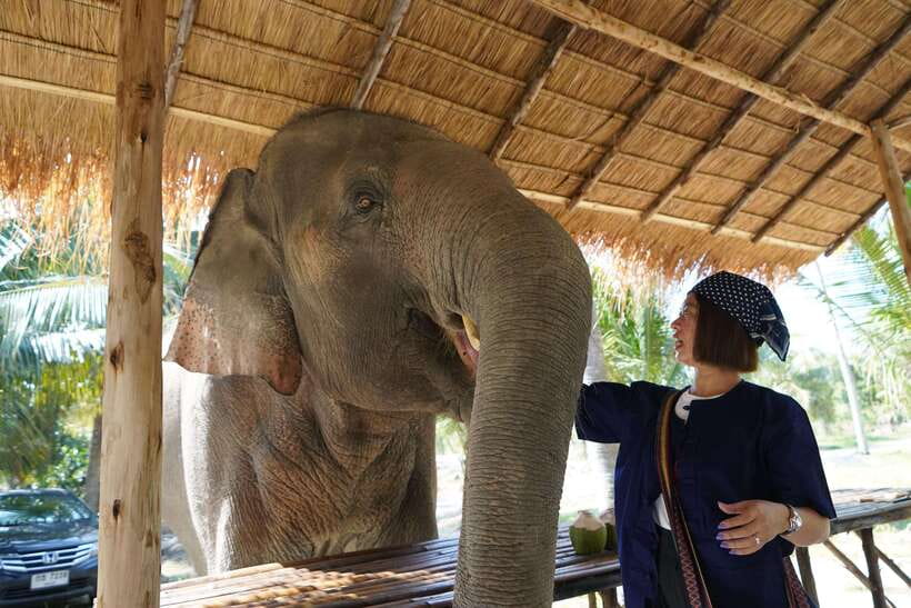 From Bangkok: Living Green Elephant Sanctuary Day Trip - What the $57 price really gives you