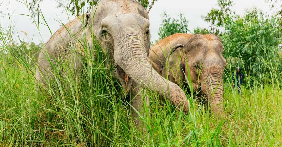 From Bangkok: Pattaya Ethical Elephant Sanctuary Day Trip - Key points to know before you book