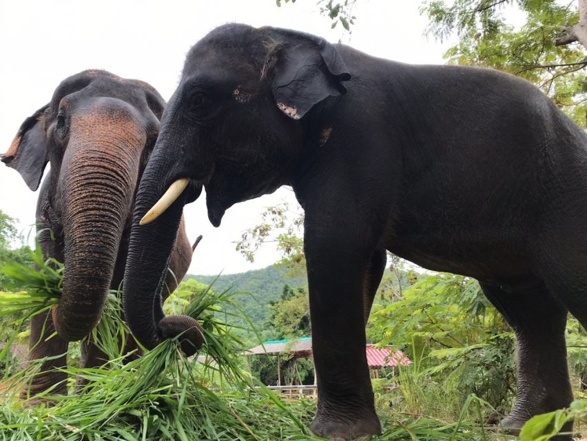 From Bangkok: Pattaya Ethical Elephant Sanctuary Day Trip - Who will enjoy this most?