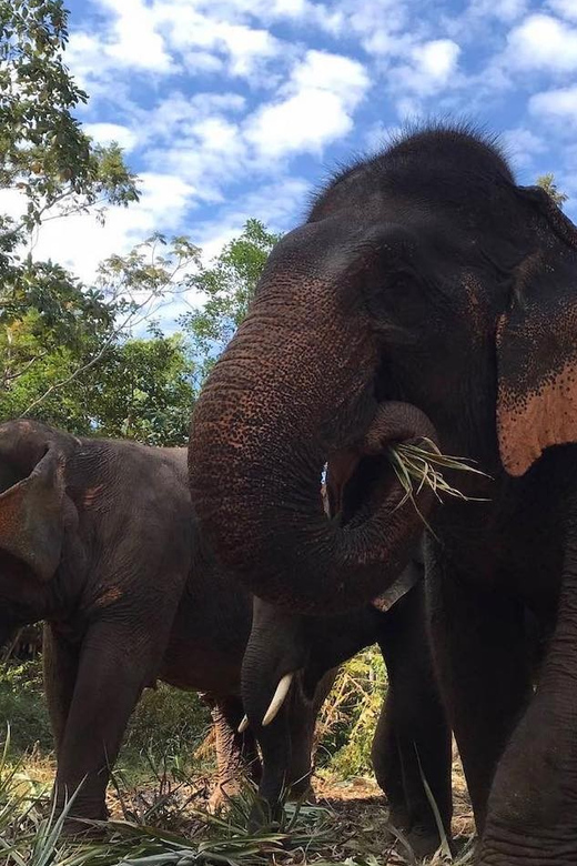 From Bangkok: Pattaya Ethical Elephant Sanctuary Day Trip - Why this elephant day trip feels different