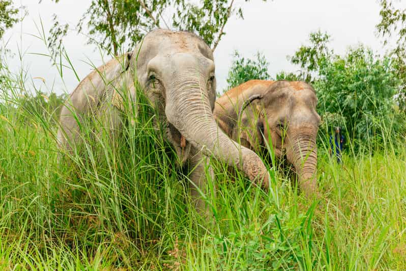 From Bangkok: Pattaya Ethical Elephant Sanctuary Day Trip - Meeting the elephants and hearing their stories