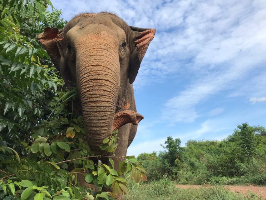 From Bangkok: Pattaya Ethical Elephant Sanctuary Day Trip - Feeding time with bananas, sugar cane, and rice balls