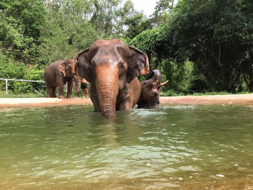 From Bangkok: Pattaya Ethical Elephant Sanctuary Day Trip - Walking through the sanctuary