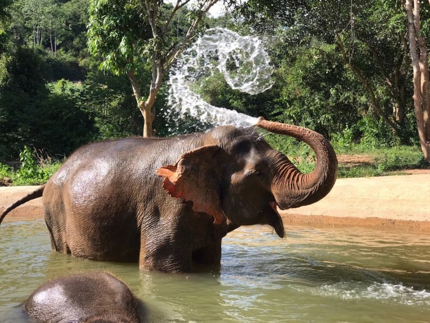 From Bangkok: Pattaya Ethical Elephant Sanctuary Day Trip - Mud, water, and the bathing session