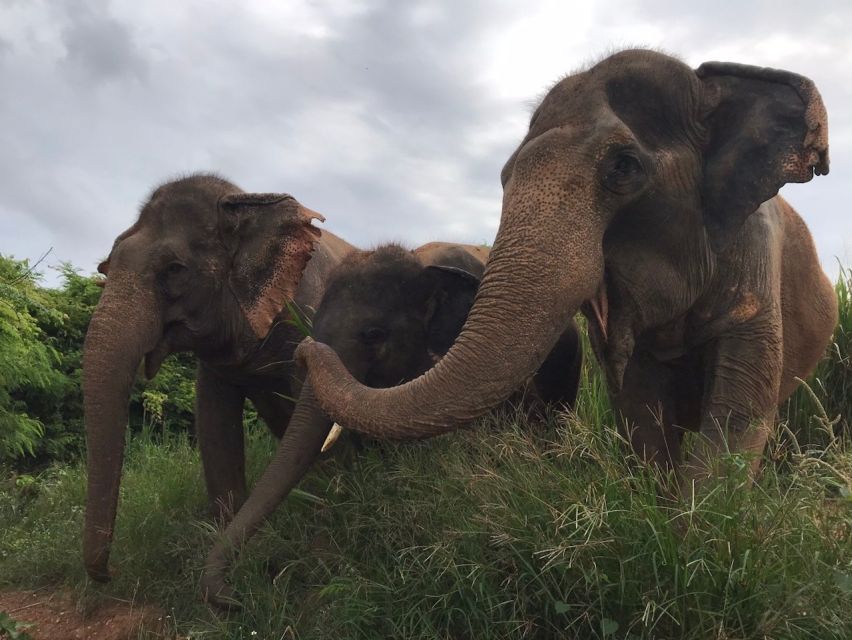 From Bangkok: Pattaya Ethical Elephant Sanctuary Day Trip - Thai lunch and the practical comforts